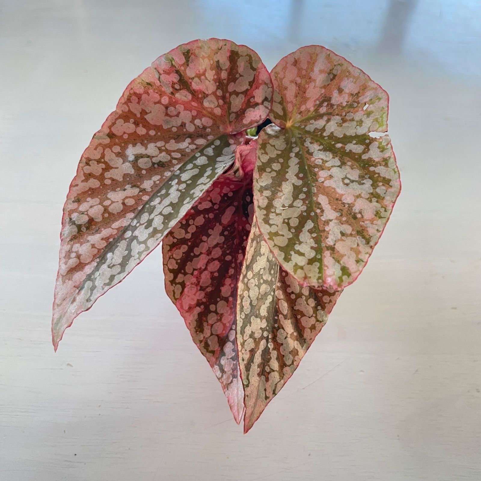 ベゴニア スノーキャップド ピンク斑入 ベゴニア スノーキャップド