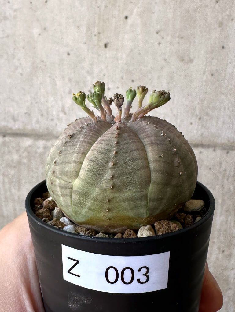 物語シリーズ スクエア缶バッチコレクション1 17種コンプ+1種(特典) 18個