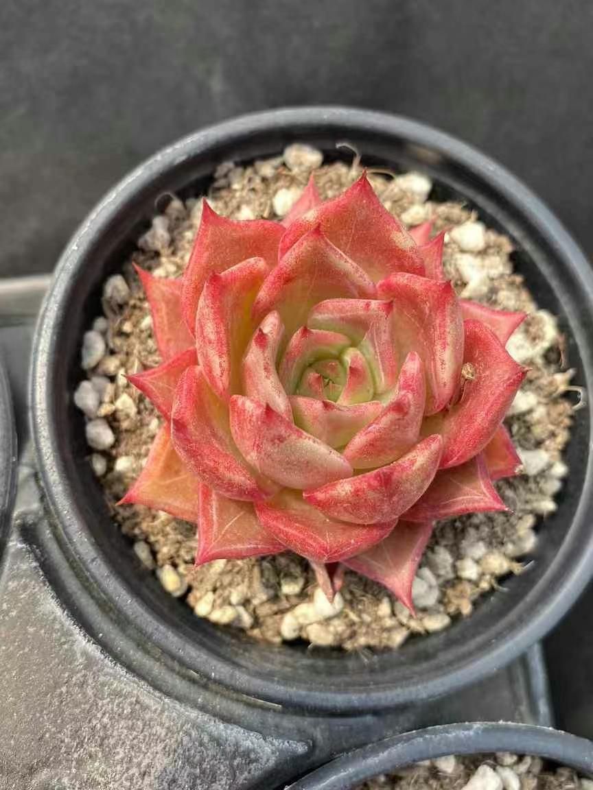 millennium parade - SEE YOU SOON TEE XL millennium parade