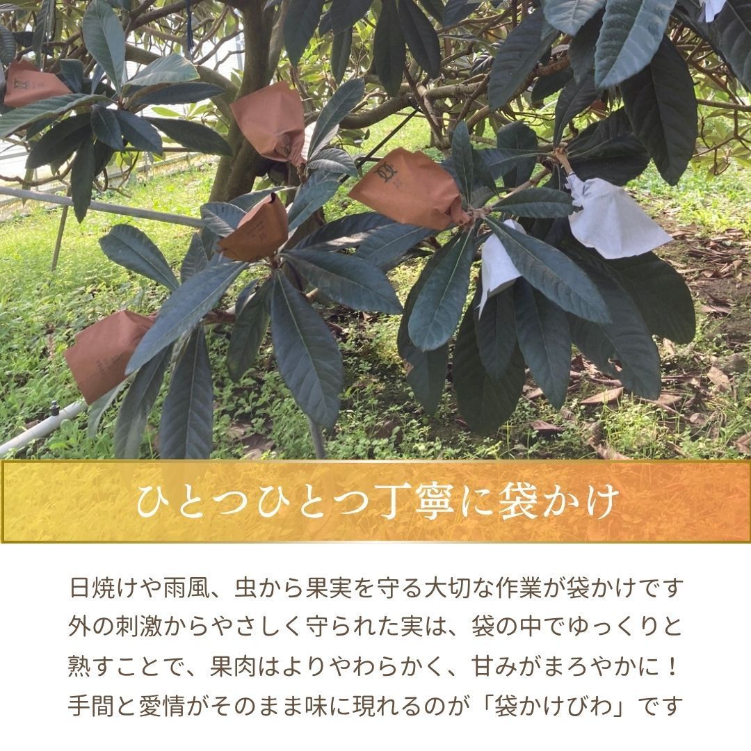 皇室献上の実績 父の日