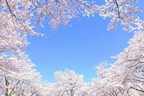 デザイン6 ND タペストリー 桜 桜並木 インテリア 春 おしゃれ 風景 景色 絶景 大判 大きい 癒し 部屋 飾り付け 季節 オンライン飲み会 背景布 壁 インスタ映え グッズ 小物 布 テレワーク 背景
