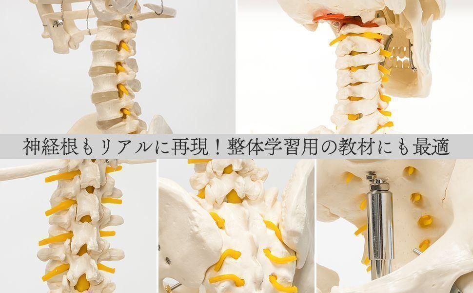 等身大 人体模型 170cm 神経根有り 全身骨格模型 骨格標本 Amazon.co.jp: SUDOO 骨模型 全身 等身大 人体模型 170cm 骨格