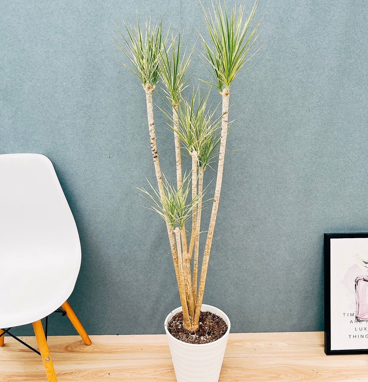 ドラセナ コンシンネ ホワイボリー【現品】観葉植物 室内 大型