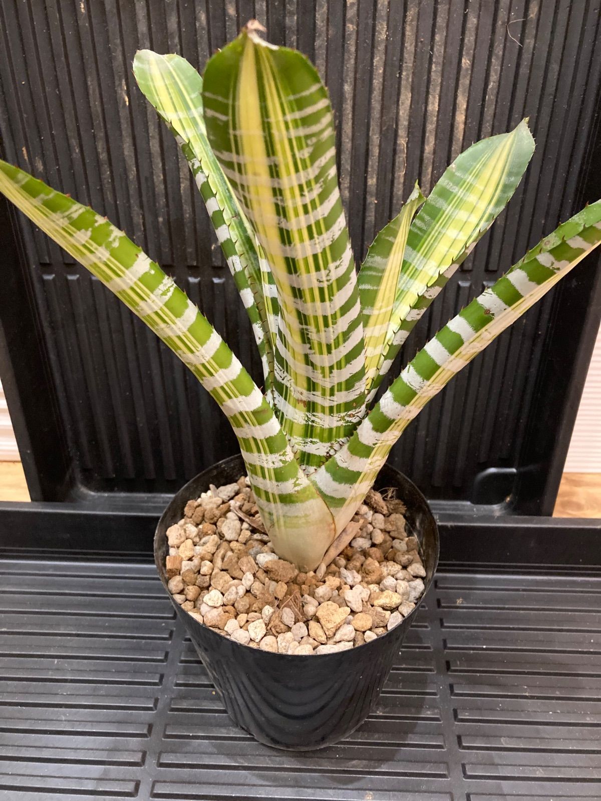 cimaさま専用 cimaさま専用 62499 プロトラクター ステン シンワ測定 竿数1 - 【通販