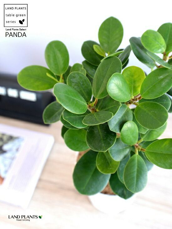 【安心の発根済株/接木/鉢込】斑入り パンダガジュマル 白多め P*☆様 【安心の発根済株/接木/鉢込】はぼ斑 パンダガジュマル 白多め