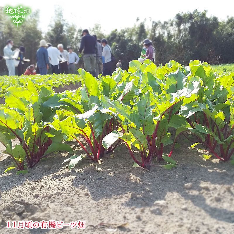 化学肥料