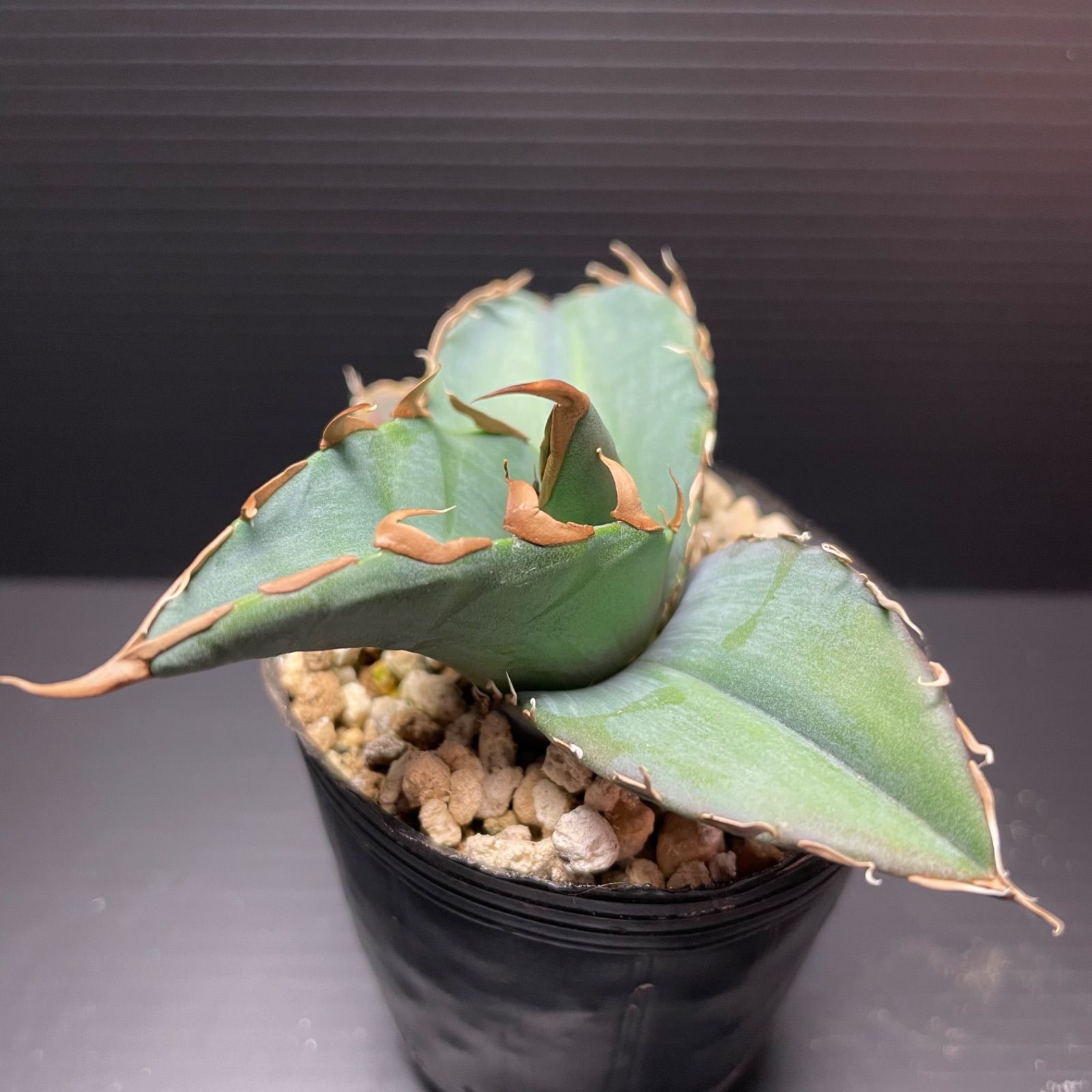 DP003アガベチタノタドワーフ実生 強鋸歯 Agave titanota 'Dwarf