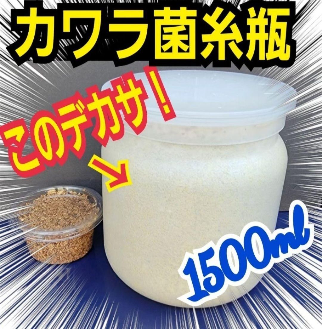 極上！カワラタケ菌糸瓶【8本セット】特大1500ml 特殊アミノ酸強化