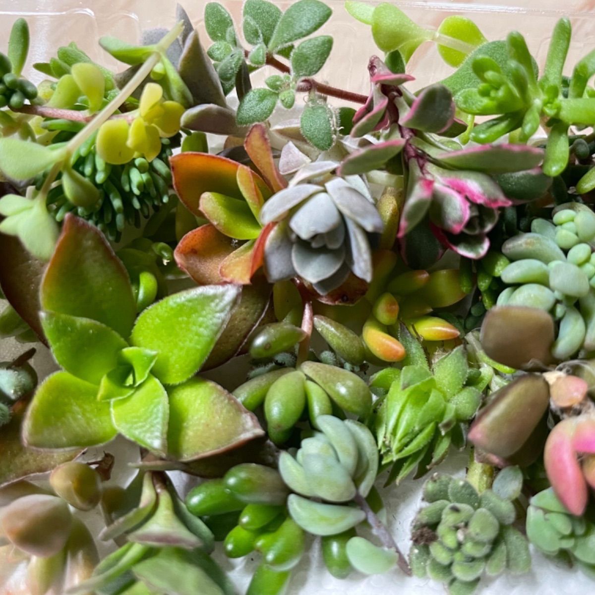 Sold Out セダム カット苗 寄植え 多肉植物 セダム カット苗 寄せ植えに - メルカリ