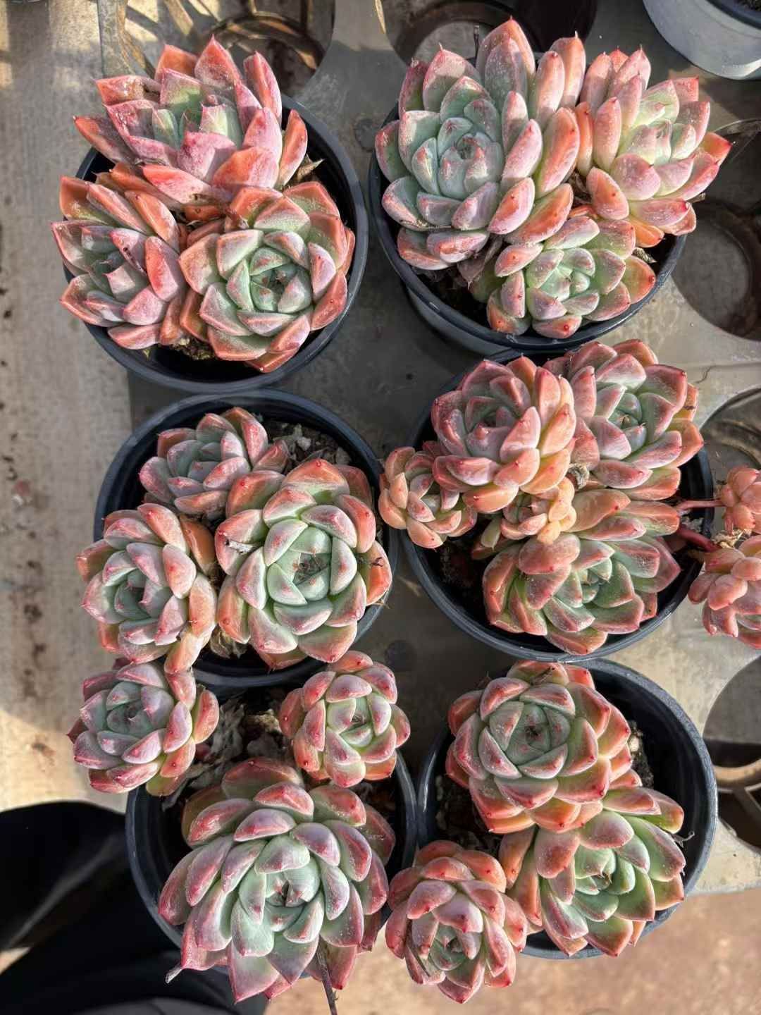 新発売 18株セット ピンクドリーム 抜き苗 多肉植物 佐川急便発送