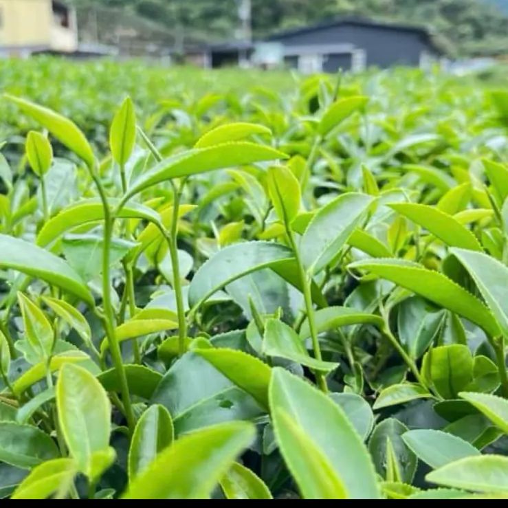 飲料・酒 【台湾好茶】新発売 坪林 【一等】紅玉18号 蜜香