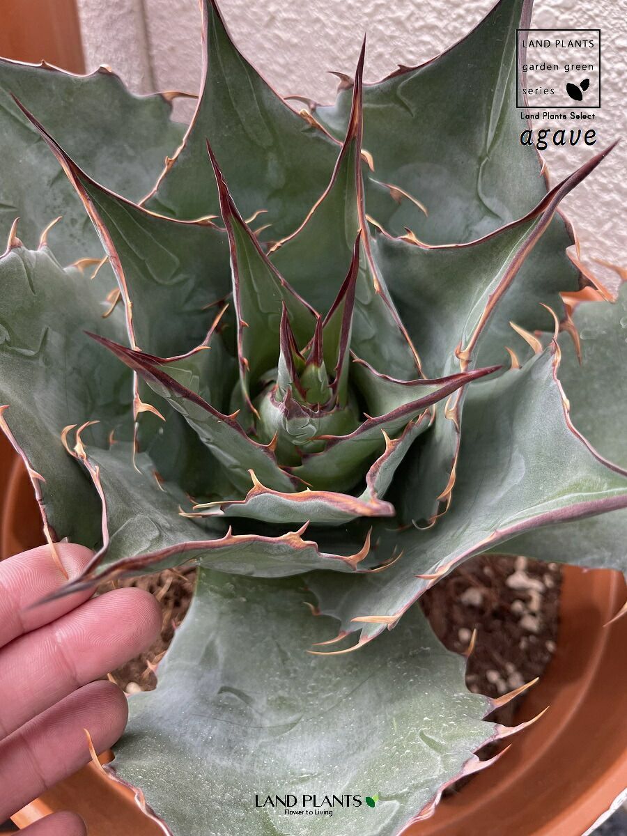 パラサナ 実生 特選株 アガベ agave 地植え（アガベ・パラサナ