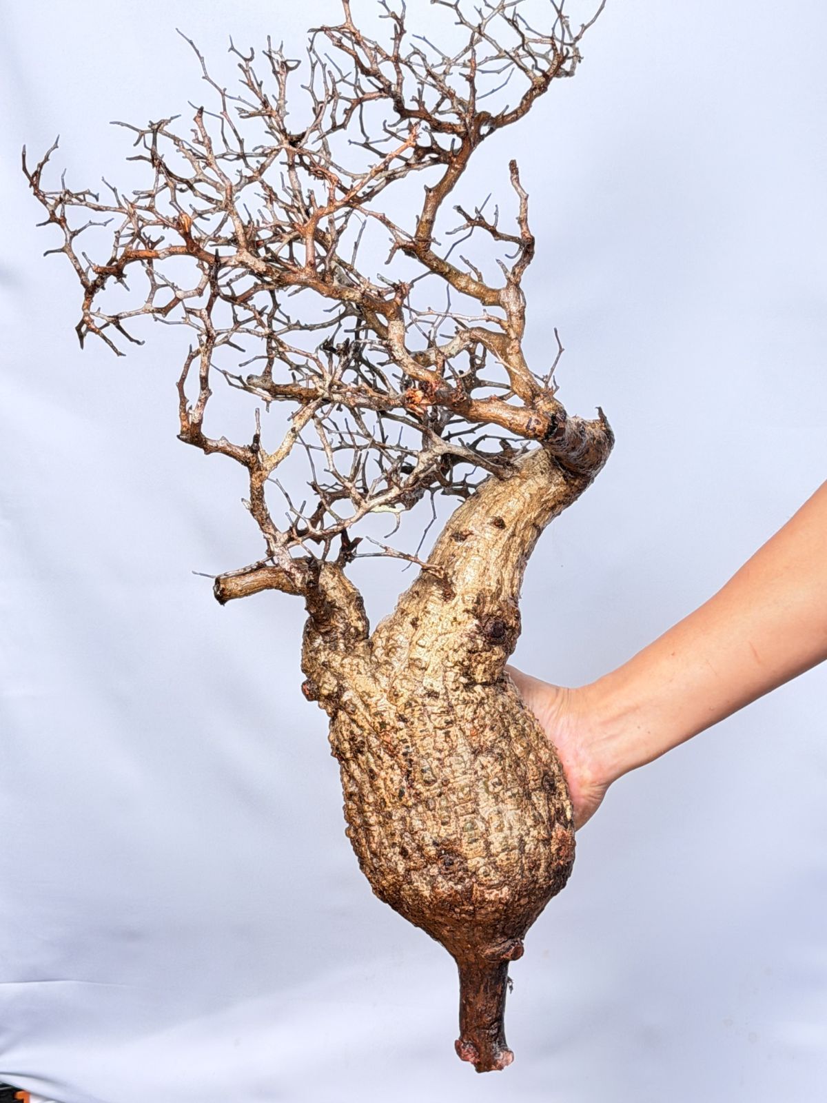 パキプス コーデックス