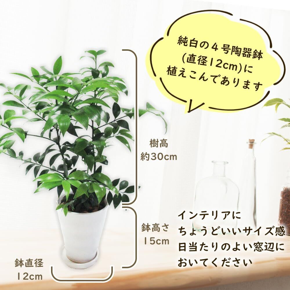 人気商品】観葉植物 「 ナギノキ 」 ４号鉢 陶器鉢 梛 なぎ 梛の木 梛の樹 なぎの木 椥 竹柏 縁起物 縁起もの 御神木 縁結び 御守 お守り  結婚記念 金婚式 銀婚式 ギフト プレゼント インテ - 人気の定番ラインから