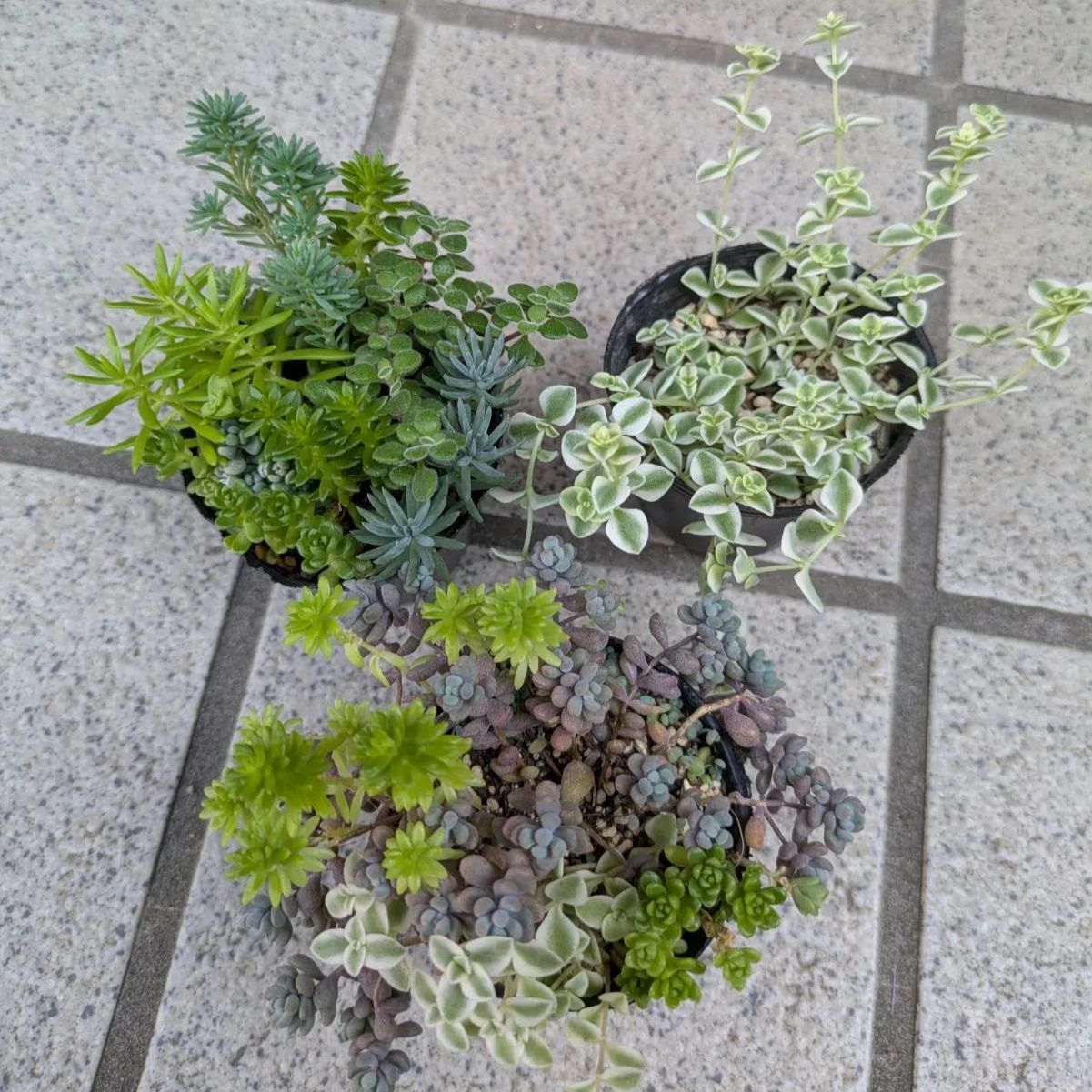 多肉植物　寄せ植え　セダム　パープルヘイズ　50カット 多肉植物 寄せ植え セダム パープルヘイズ 50カット - メルカリ
