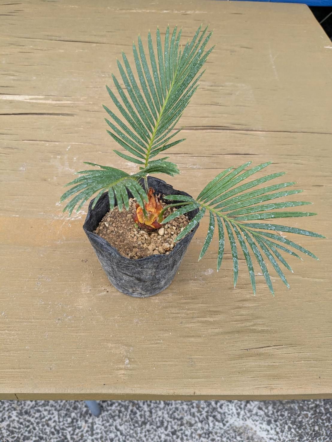 抜き苗発送】実生苗 ソテツ 蘇鉄 Cycas revoluta 2025-5-23-cr5 - メルカリ