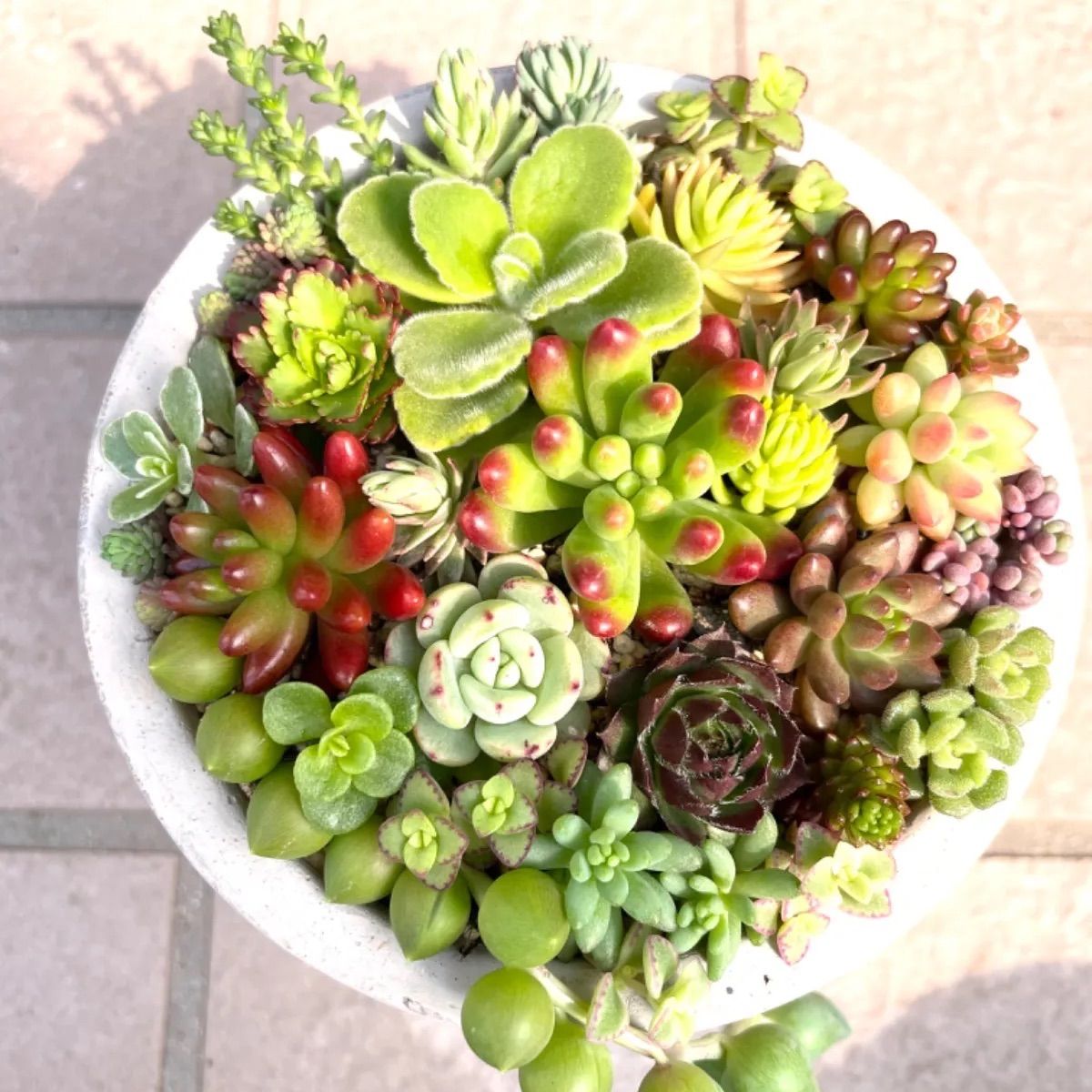☆レアセダム入り☆多肉植物寄せ植えセット☆カット詰め合わせ☆セダム