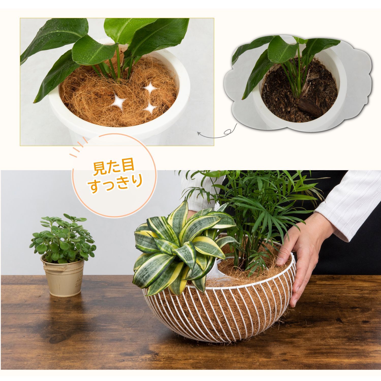 Top【選抜株】多肉植物 362755シュガー ランプ 105個 プラグトレー苗