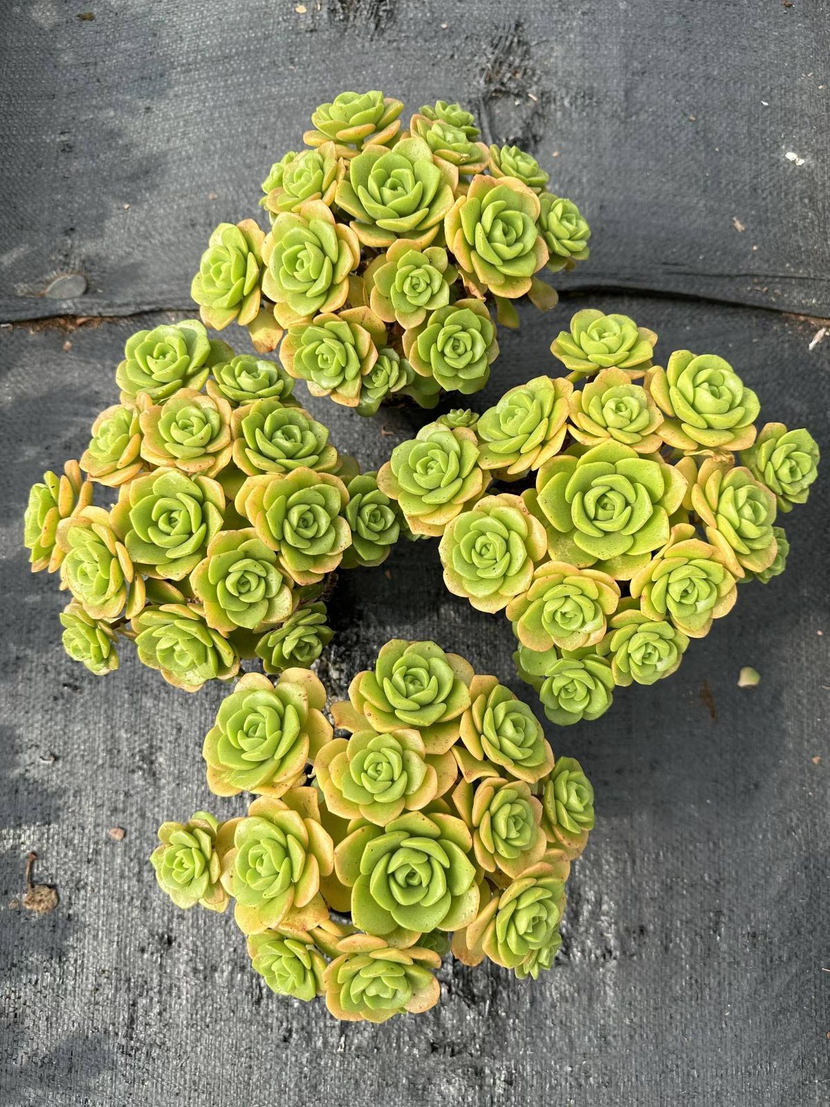 **週末のみ出品** 多肉植物　韓国苗　りんごの花　抜き苗　10cm以上 週末のみ出品** 多肉植物 韓国苗 りんごの花 抜き苗 10cm以上