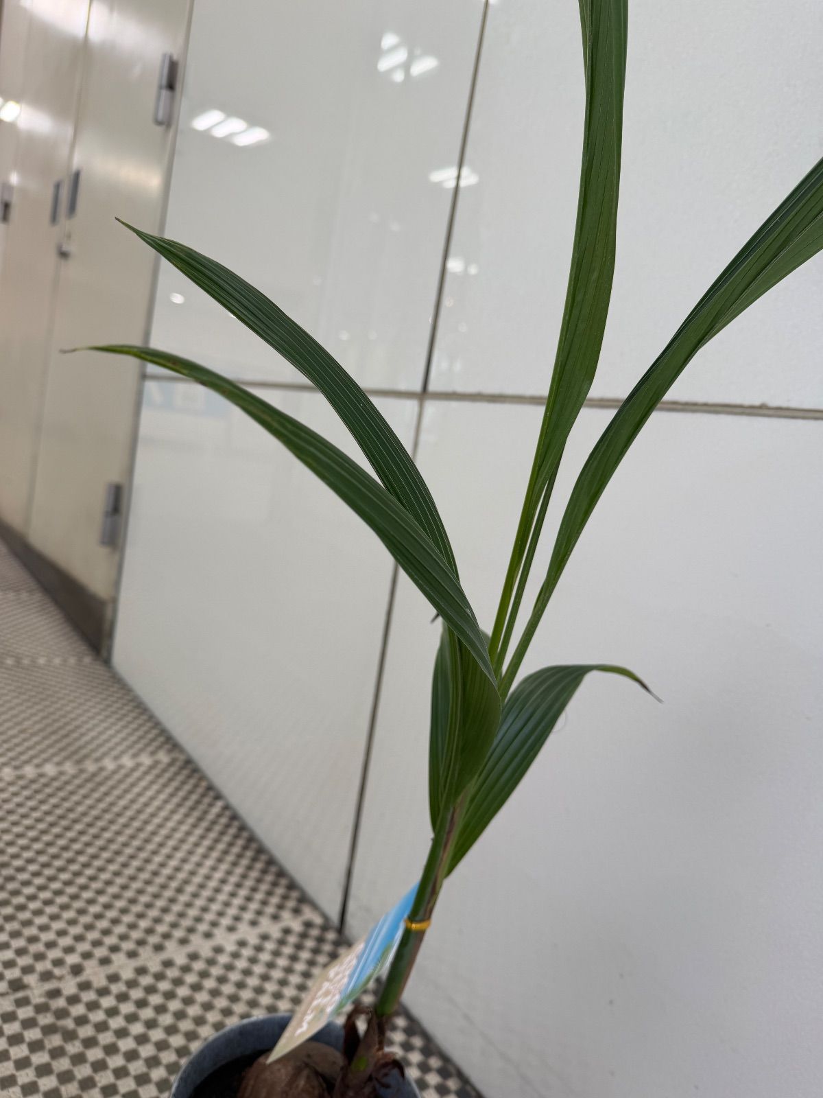 人気/HEAD/学生・大人用/カッコイイ系/スキーセット/メンテ・WAX