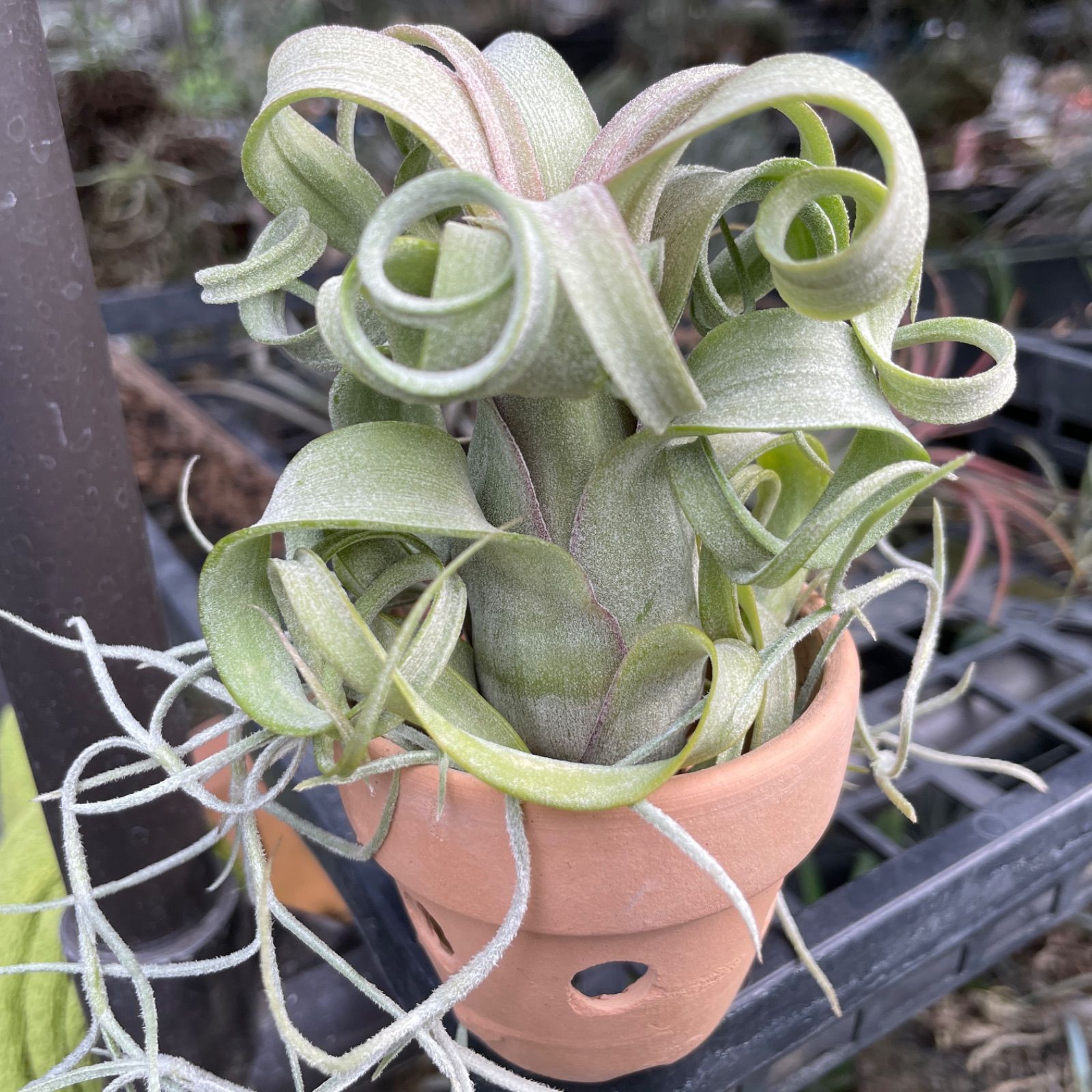 くりんくりん強カール株＊チランジア カーリースリム Tillandsia