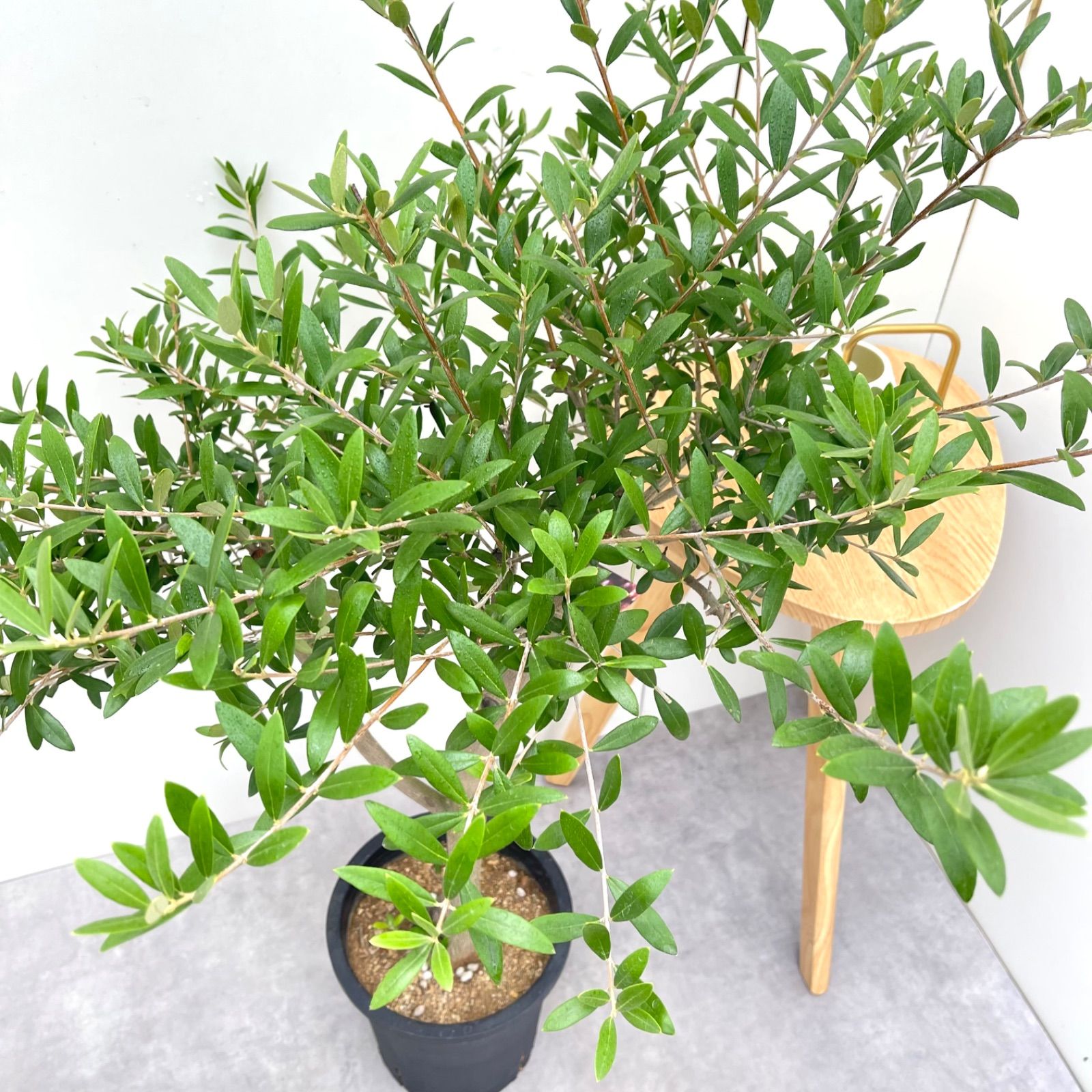 ［現品］☆おしゃれ☆ 63番　創樹　オリーブネバディロブランコ　オリーブの木 kobe-iyaju_son-0482