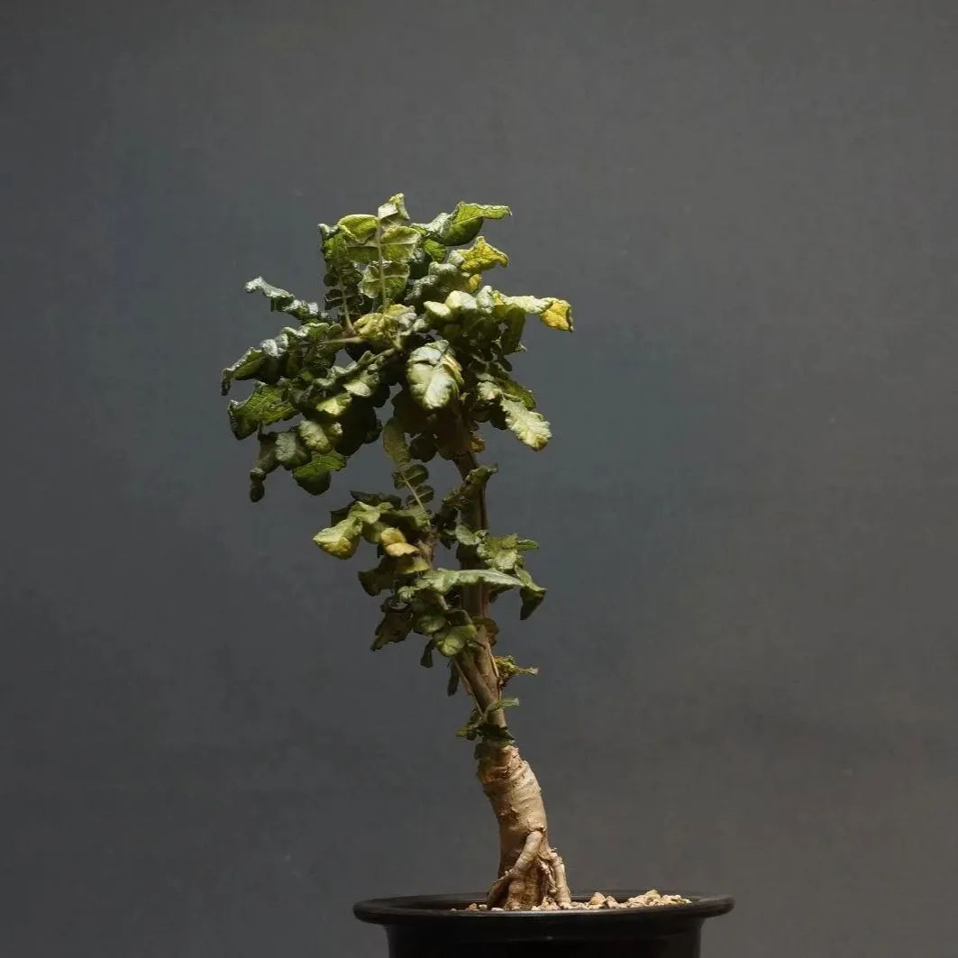 メルカリ便　ボスウェリア　サクラ　鉢ごと ボスウェリア サクラ Boswellia sacra - メルカリ