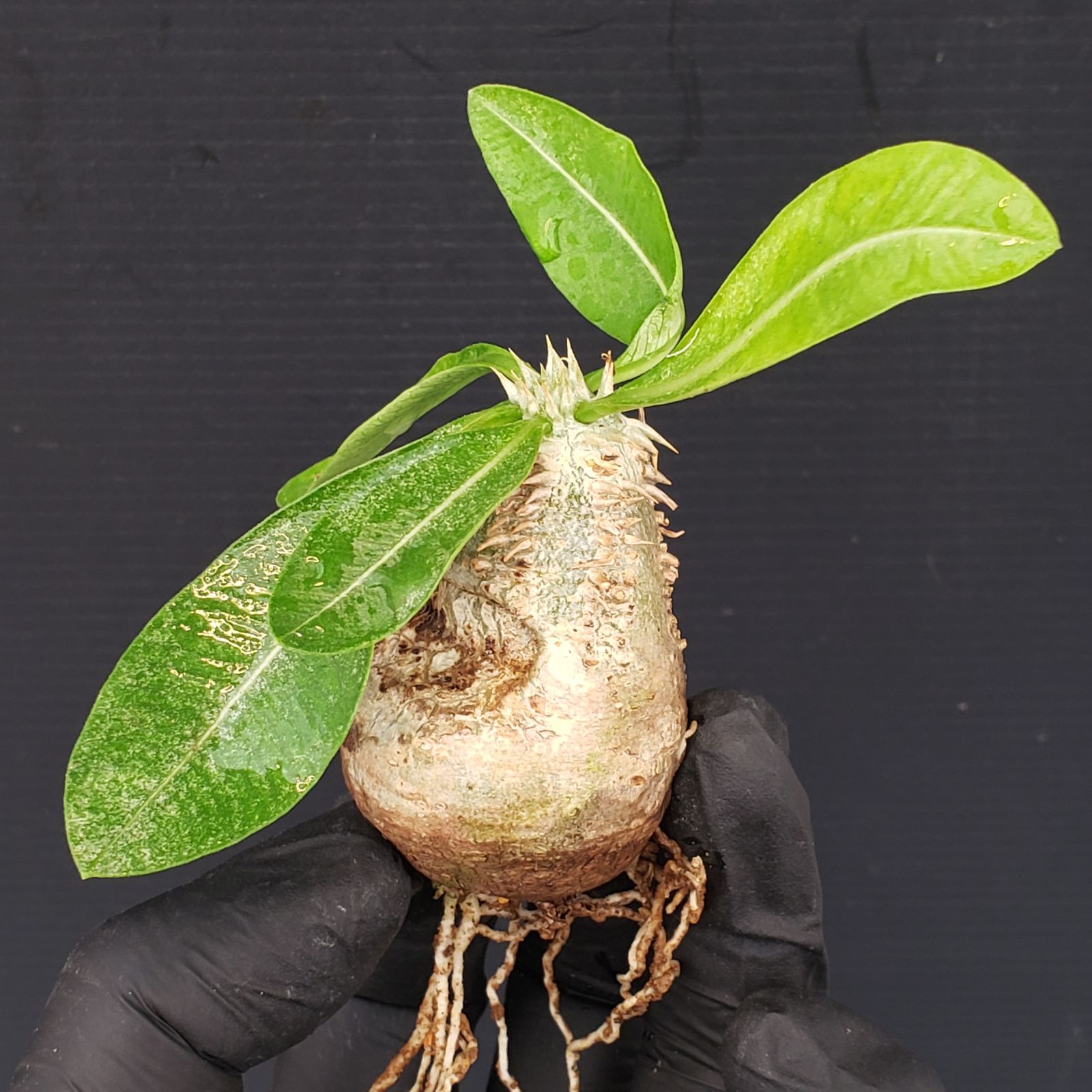 P258【自社養生・発根株】Pachypodium 札落ち株（SS）（現地球