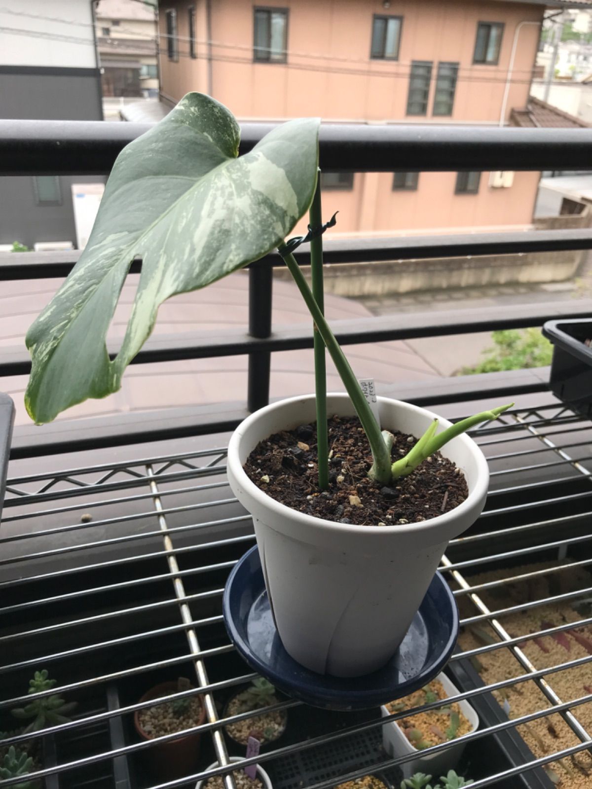 極美】希少斑入り モンステラ・ボルシギアナ・アルボ 現物出品 大株 美