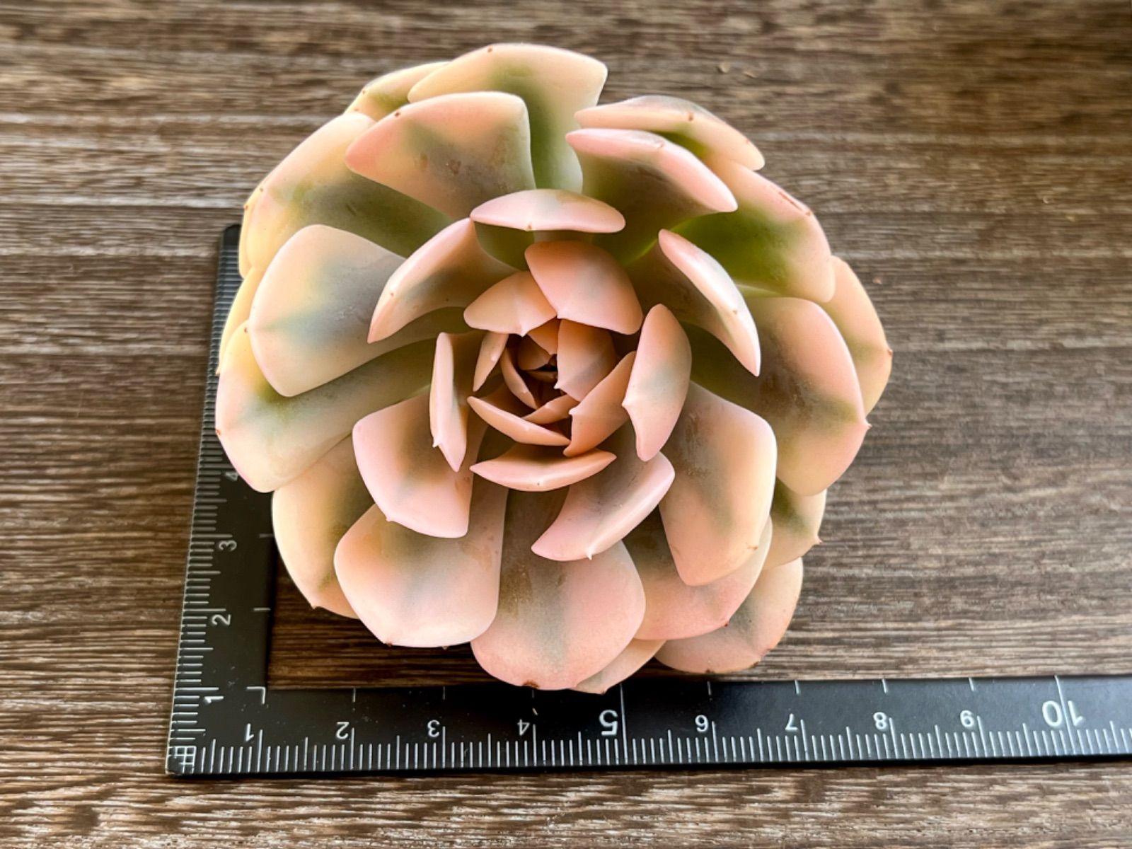 ☆多肉植物 マカベアナ錦 エケベリア 韓国苗☆ - メルカリ