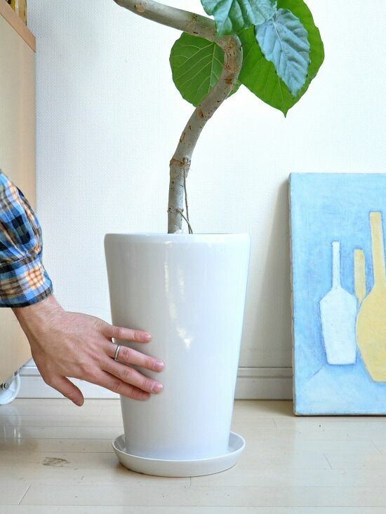 ウンベラータ（3Dカーブ曲がり） 白色 スリム陶器鉢 【ピンク石・受皿