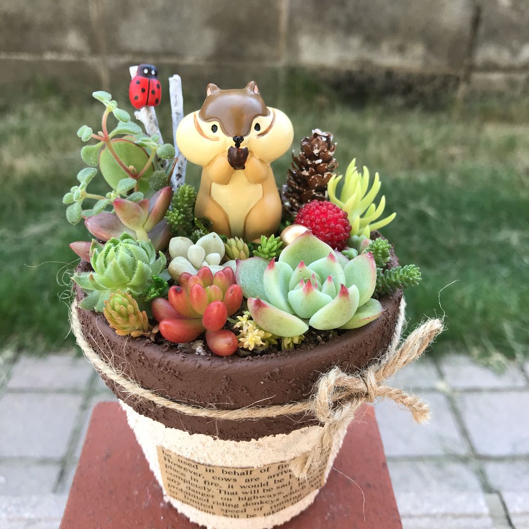 そのまま飾れます❤️ 多肉植物 寄せ植え カット苗育て方メモつき ...