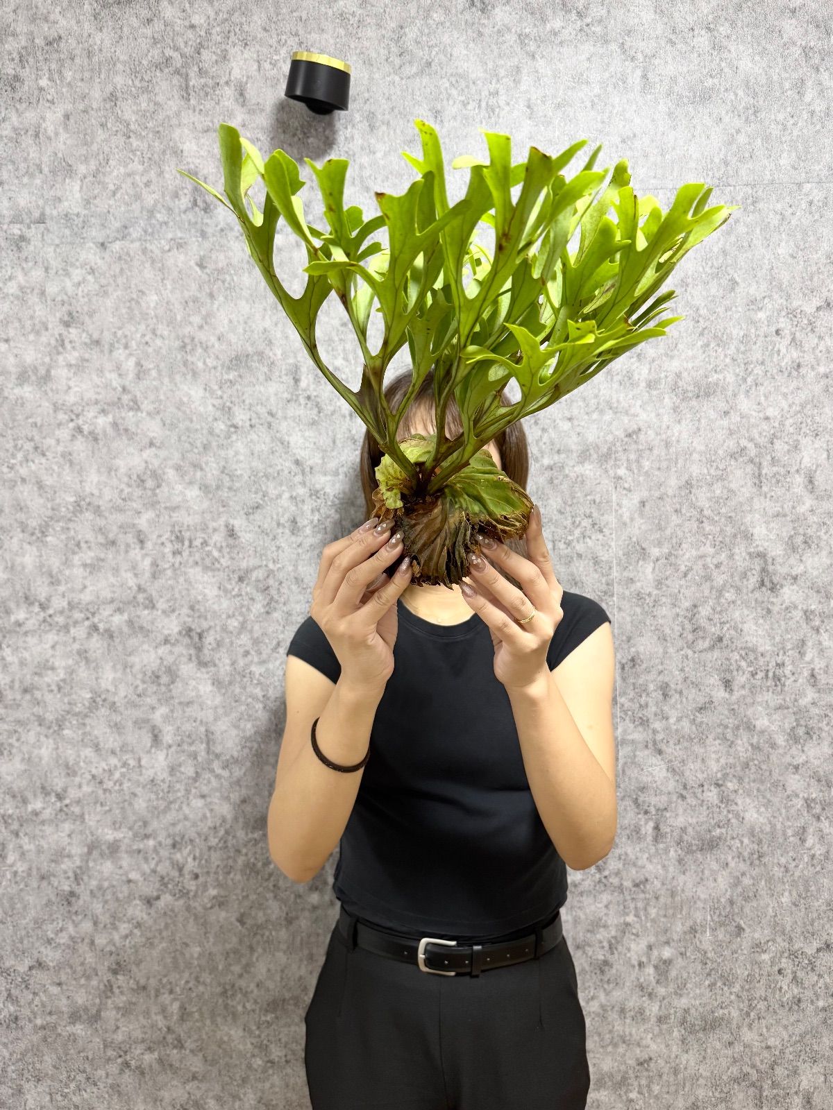 輸入直後!! 【 Lサイズ】A40 ▽P.ridleyi Wild from Central Borneo