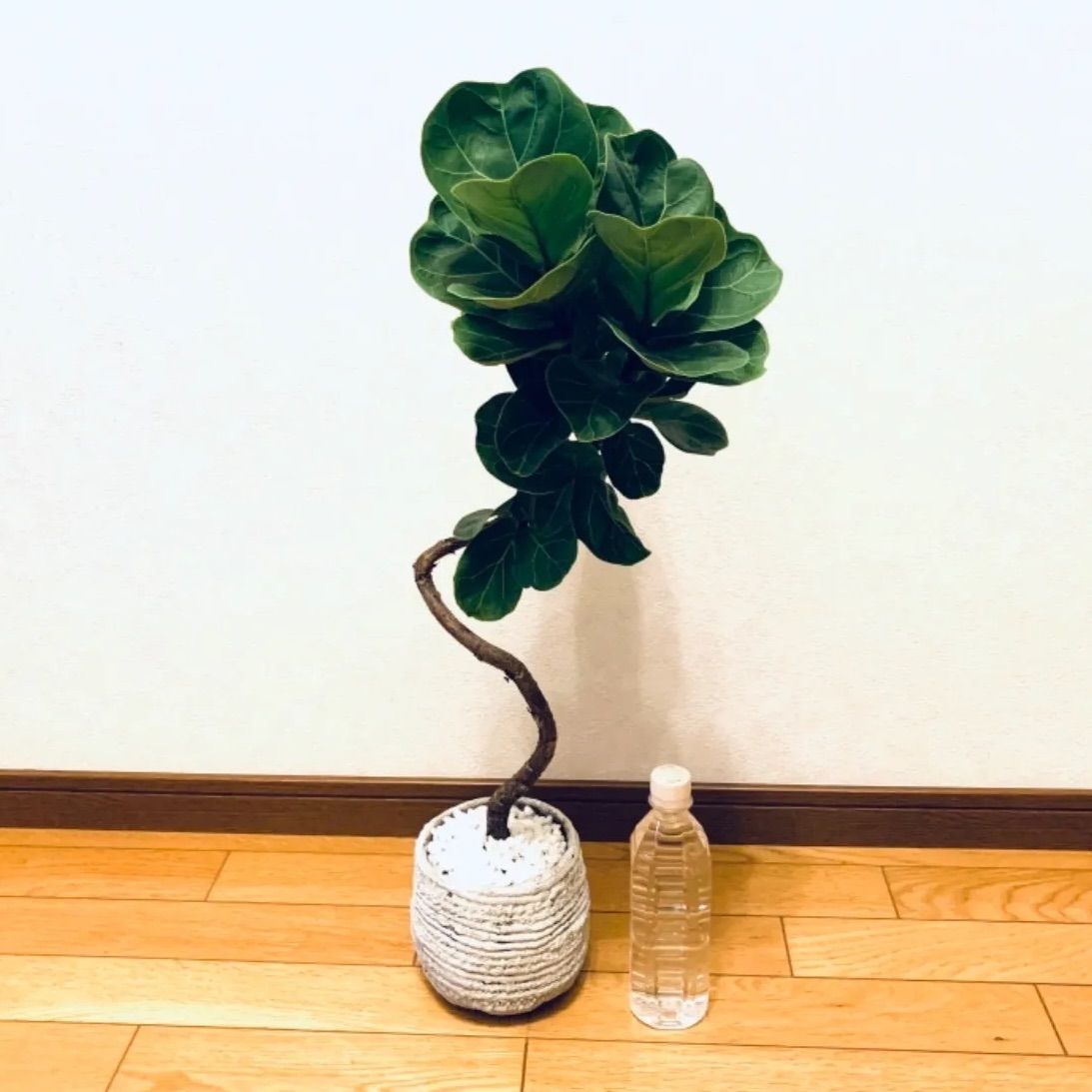 カシワバゴム ゴムの木 曲が フィカス バンビーノ 特大 植木鉢 陶器 観葉植物 - メルカリ