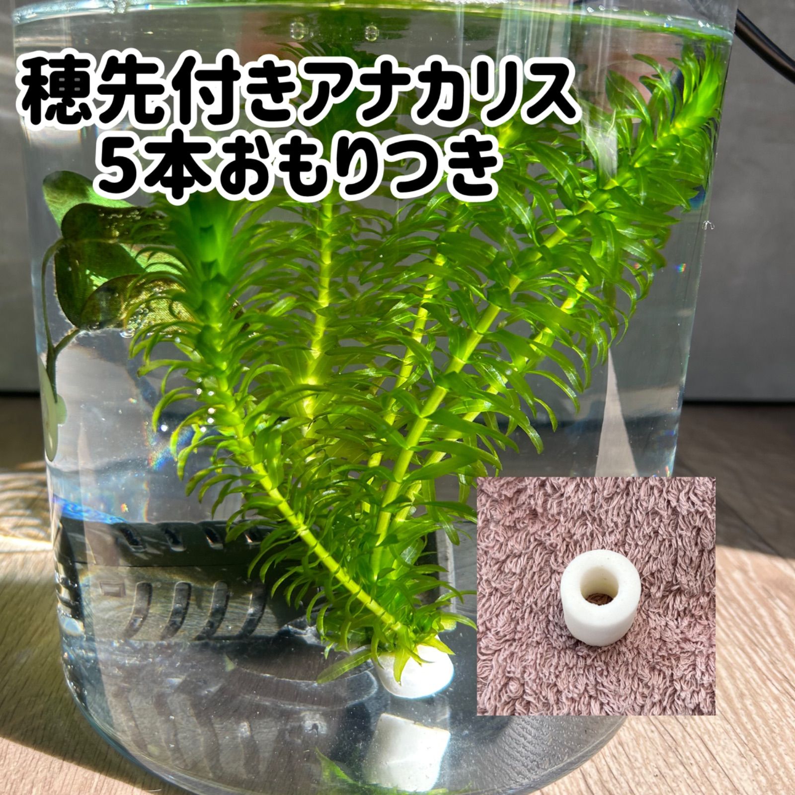 無農薬】アナカリス（オオカナダモ）5本 おもりつき - メルカリ