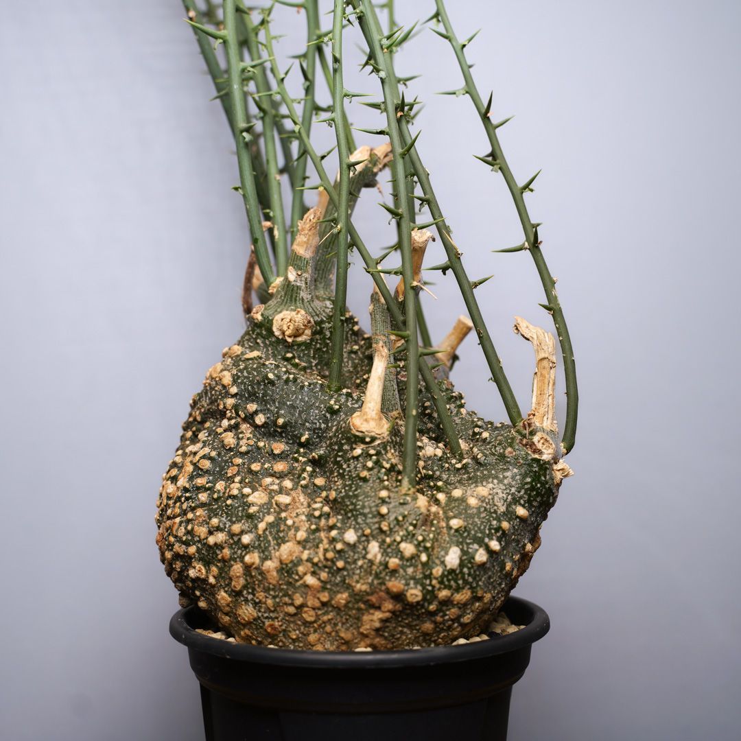 アデニア グロボーサ