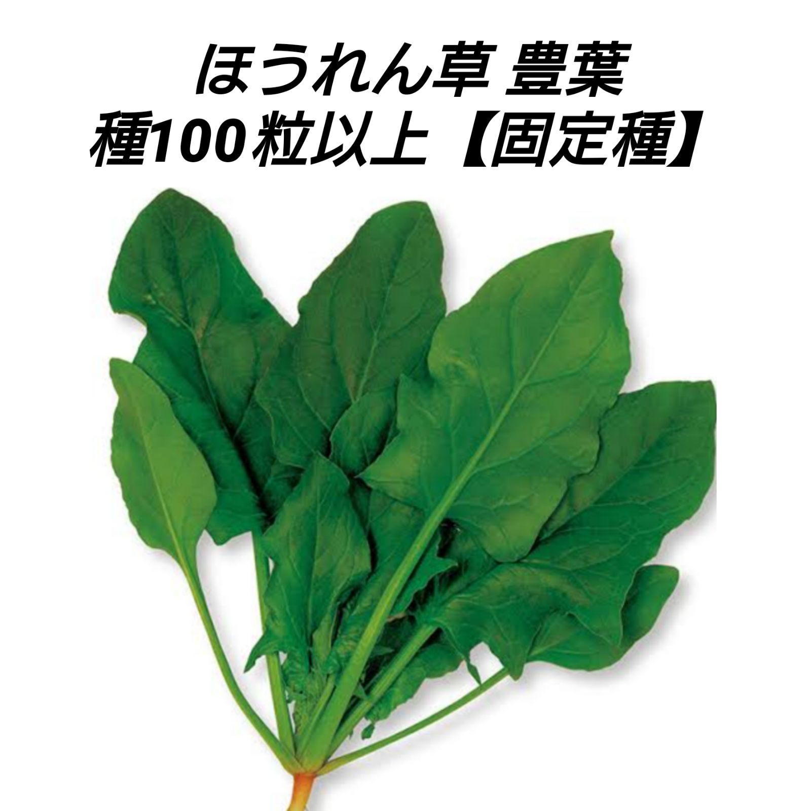 丸い冬瓜(とうがん)の種 固定種 無農薬 - 野菜