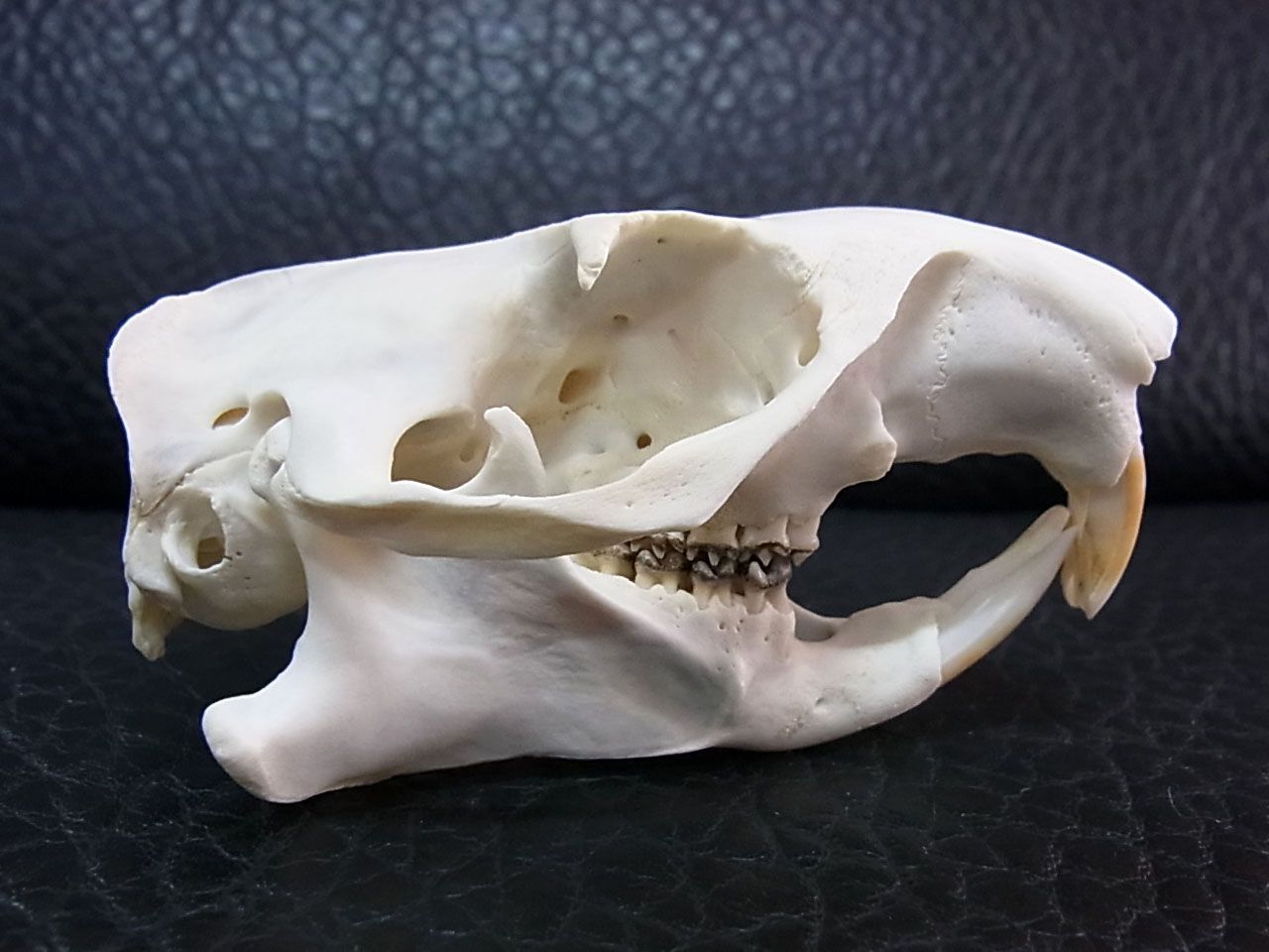 アメリカ便 ウッドチャックの頭骨 小売 アメリカ便 ウッドチャックの