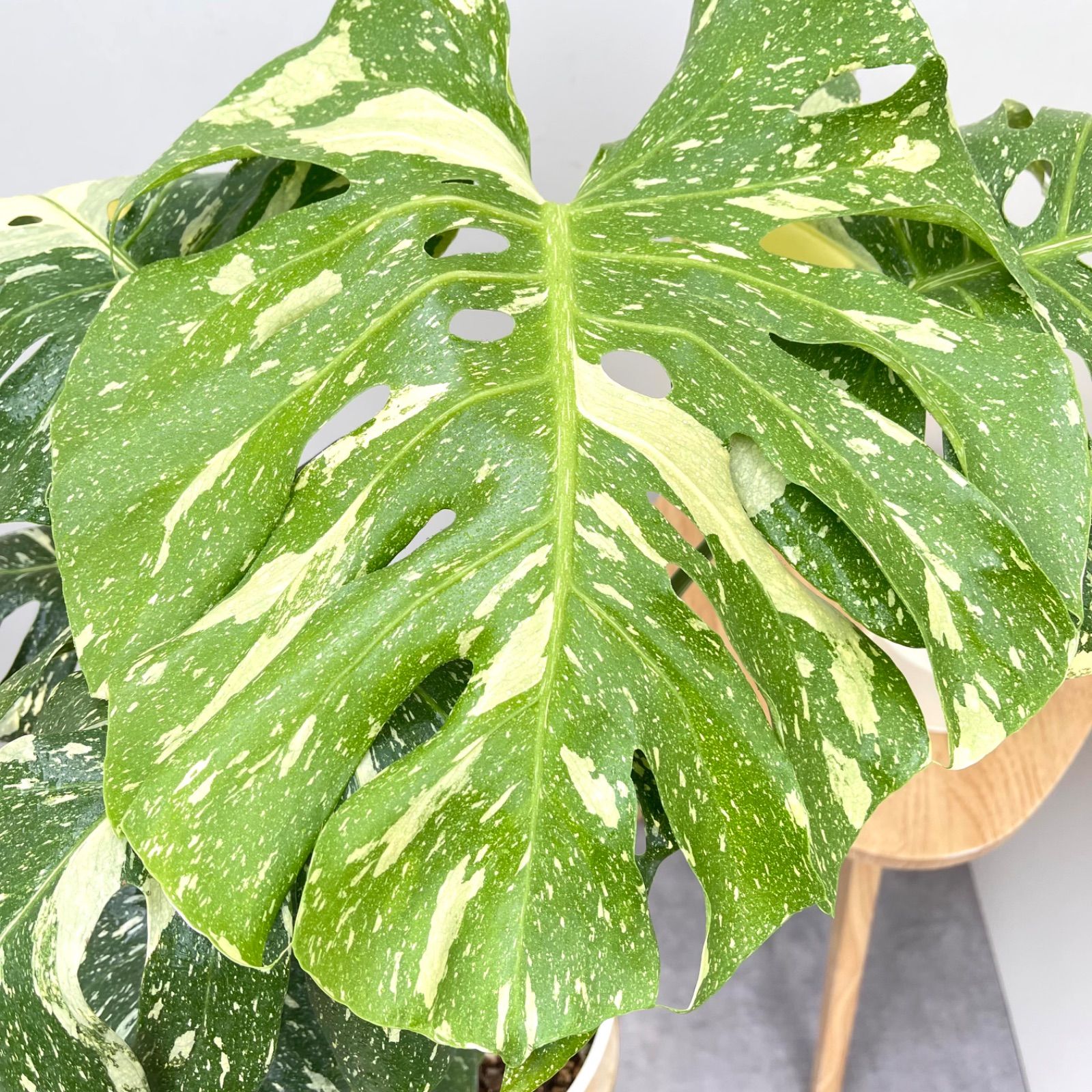 現品 観葉植物