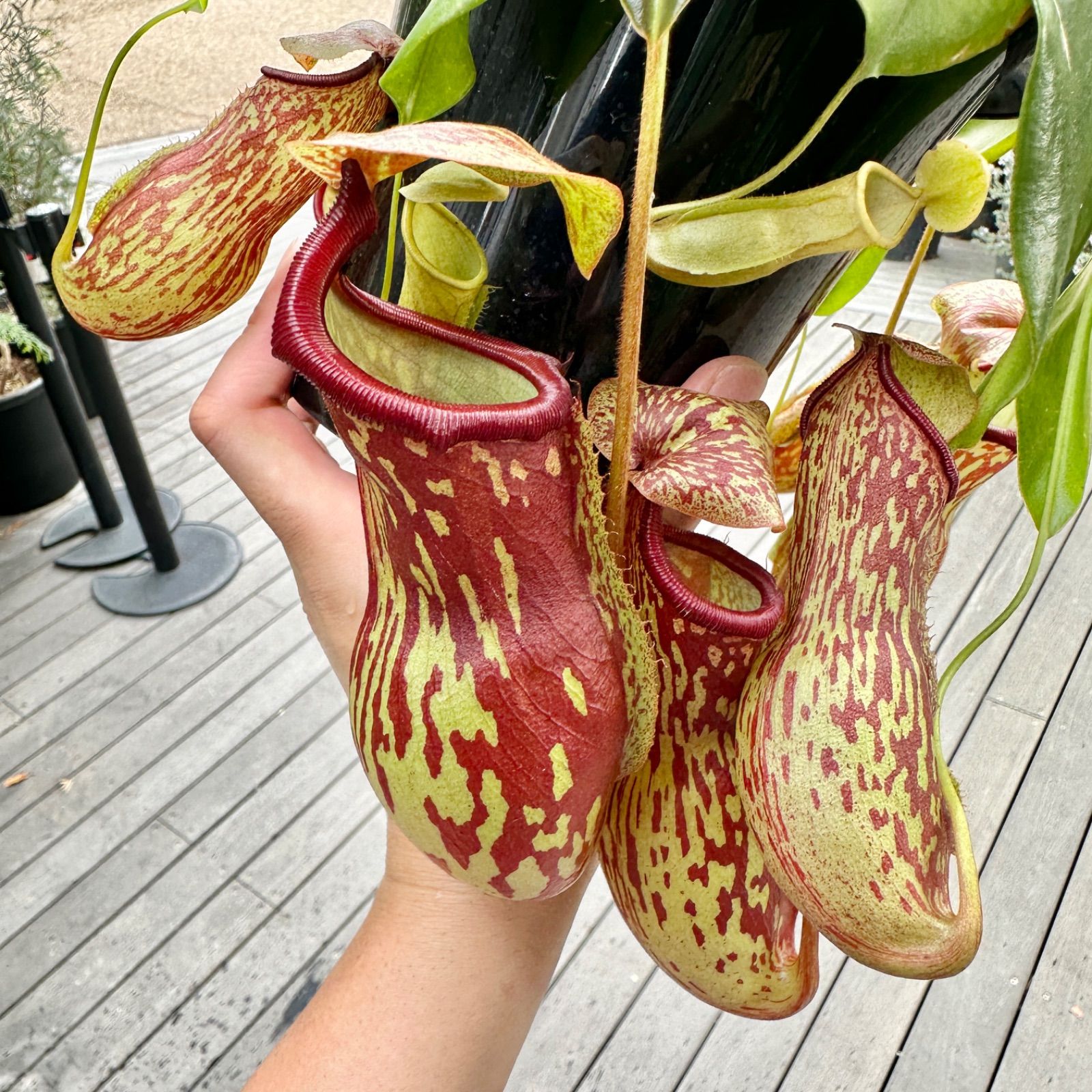 ネペンテス ガヤ Yahoo!オークション 3号食虫植物ネペンテスHIPS 13-0