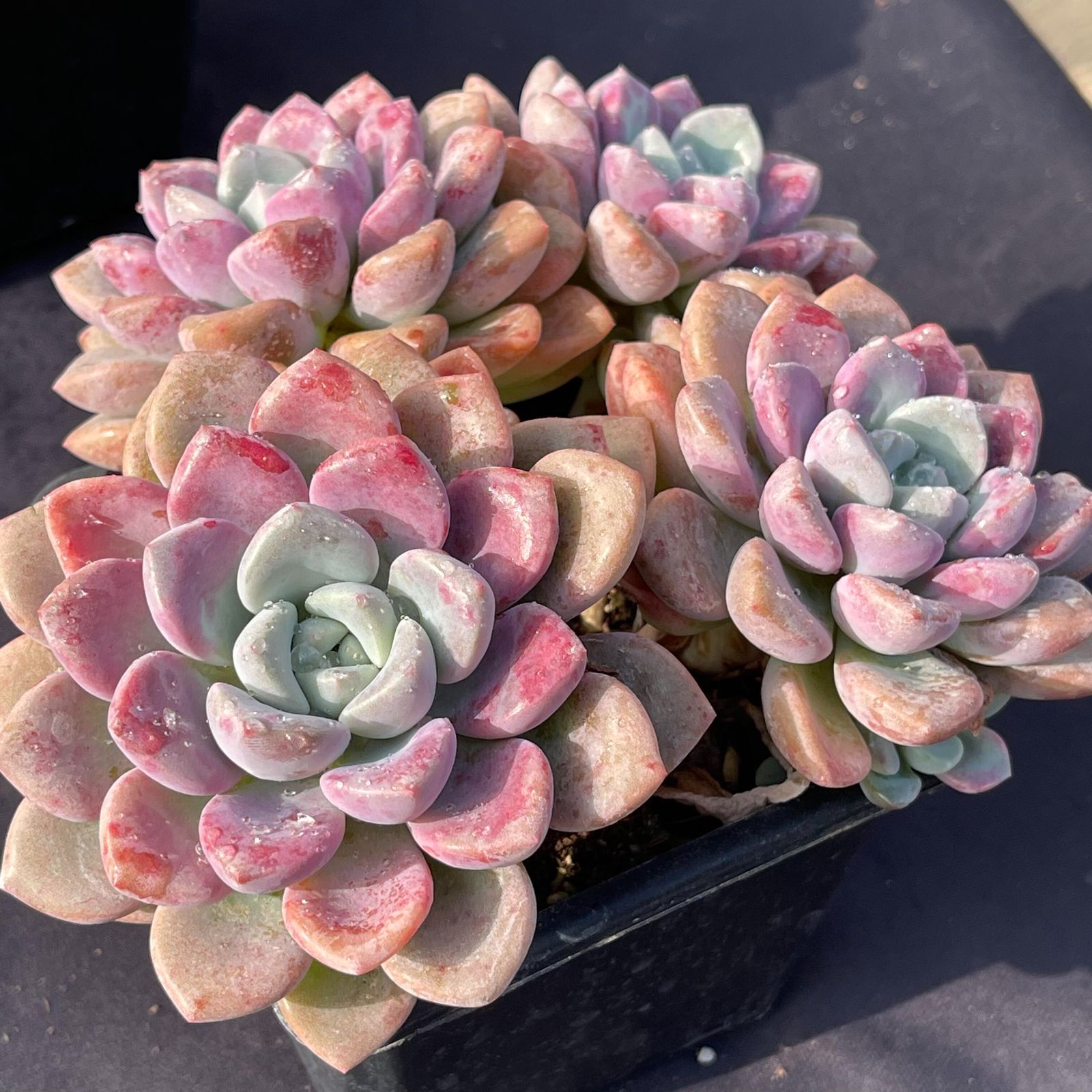 YW67ホワイト・韓国苗 多肉植物 抜き苗 エケベリア 即購入可 - メルカリ