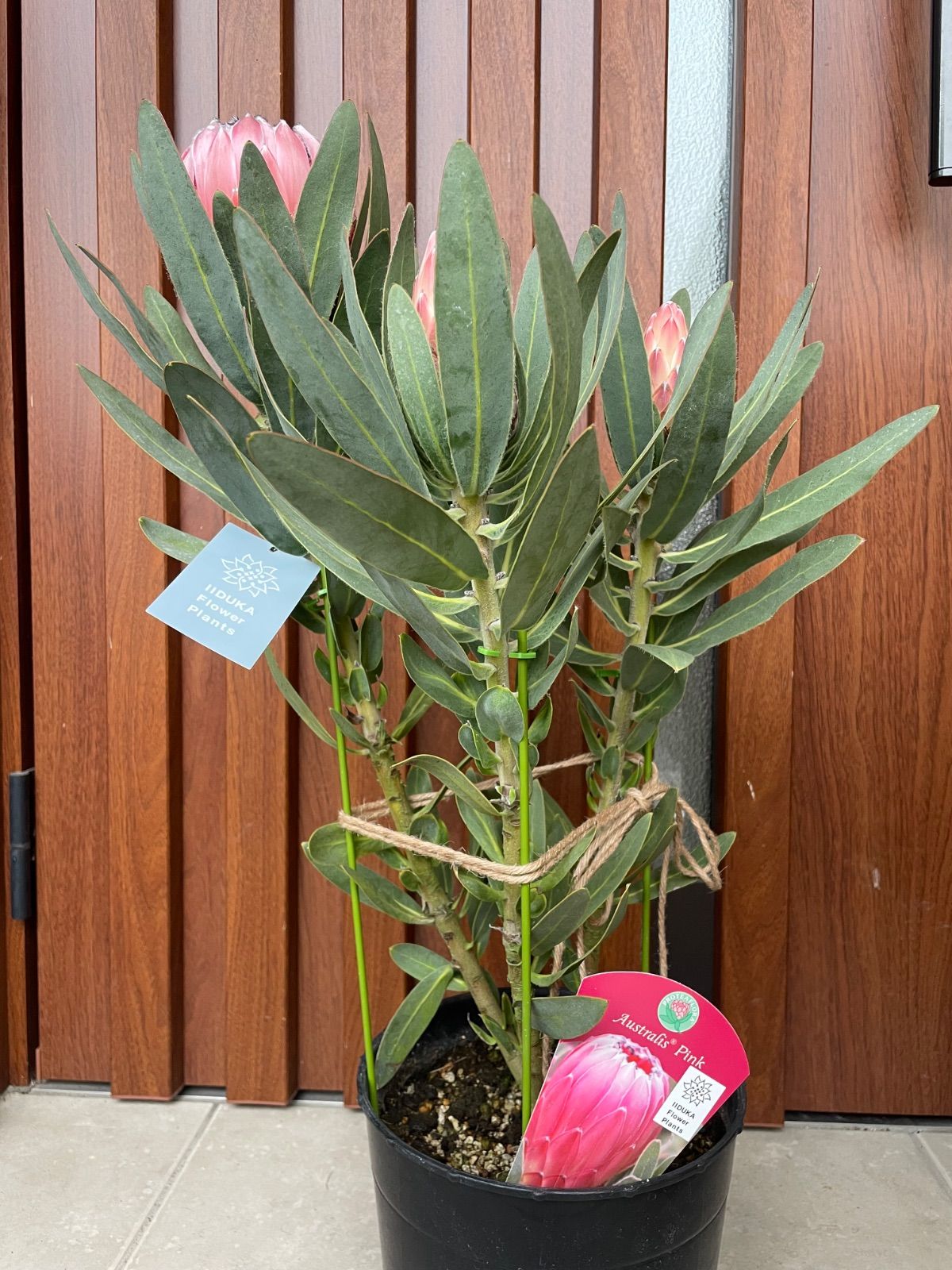 プロテア オーストラリスピンク 7号 3f オージープランツ