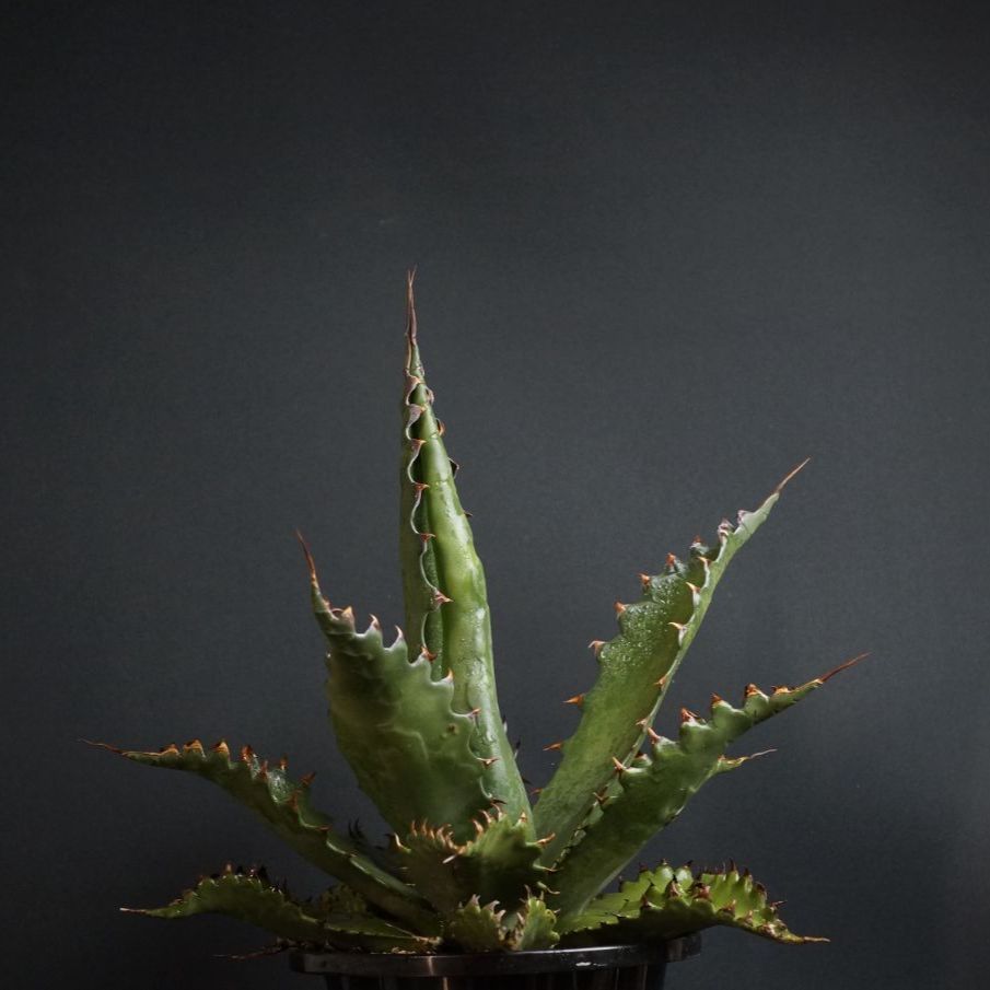 Agave gentryi 'Jaws'