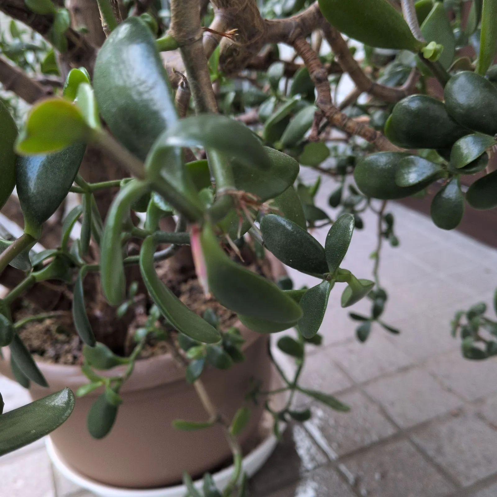 本日迄メルカリセール。15年以上大切に育てた金のなる木 15年以上育てた、流通してない大きさの金のなる木 - メルカリ