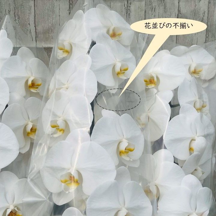 大輪胡蝶蘭白５本立 花並びの不揃い