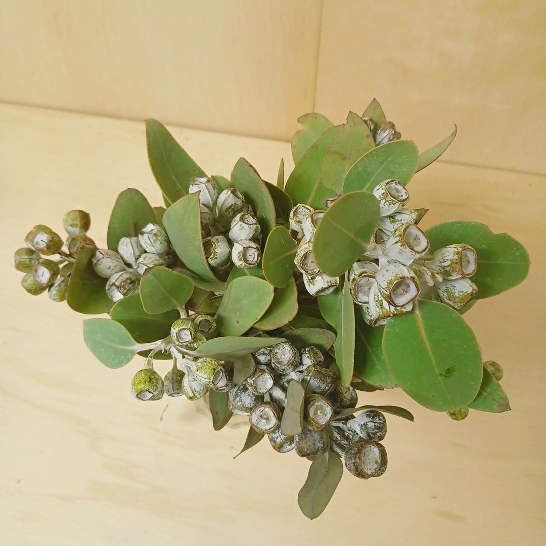 ユーカリ テトラゴナナッツ 10本 ユーカリの実 ドライフラワー 花材