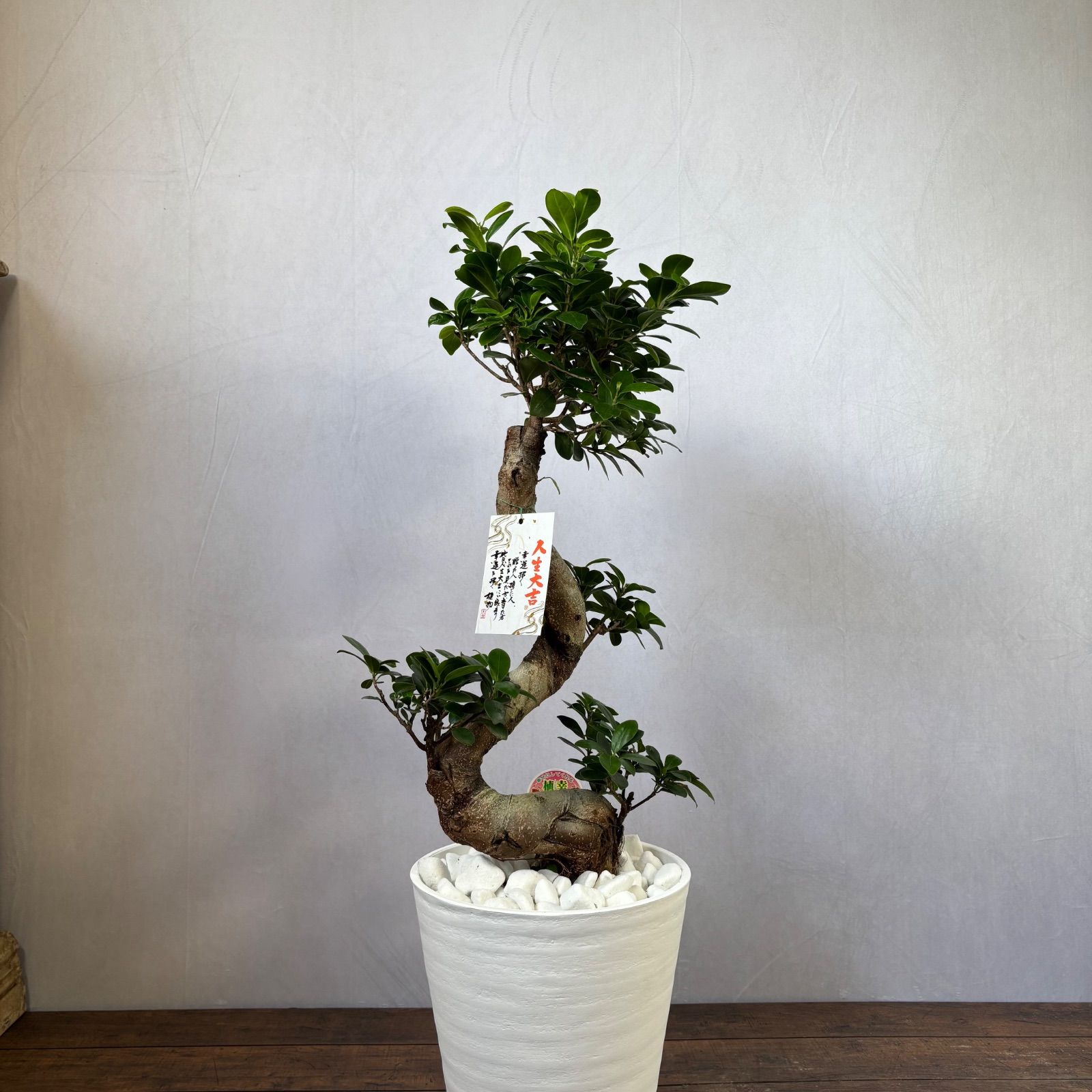 コハク様 フィカス 風水植物 昇龍 曲がりガジュマル 観葉植物 ガジュマル 昇り竜 8号平鉢 受け皿付き 育て方説明書