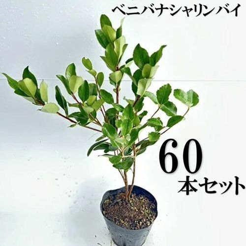 60本セット ベニバナシャリンバイ樹高0.4ｍ前後15cmポット
