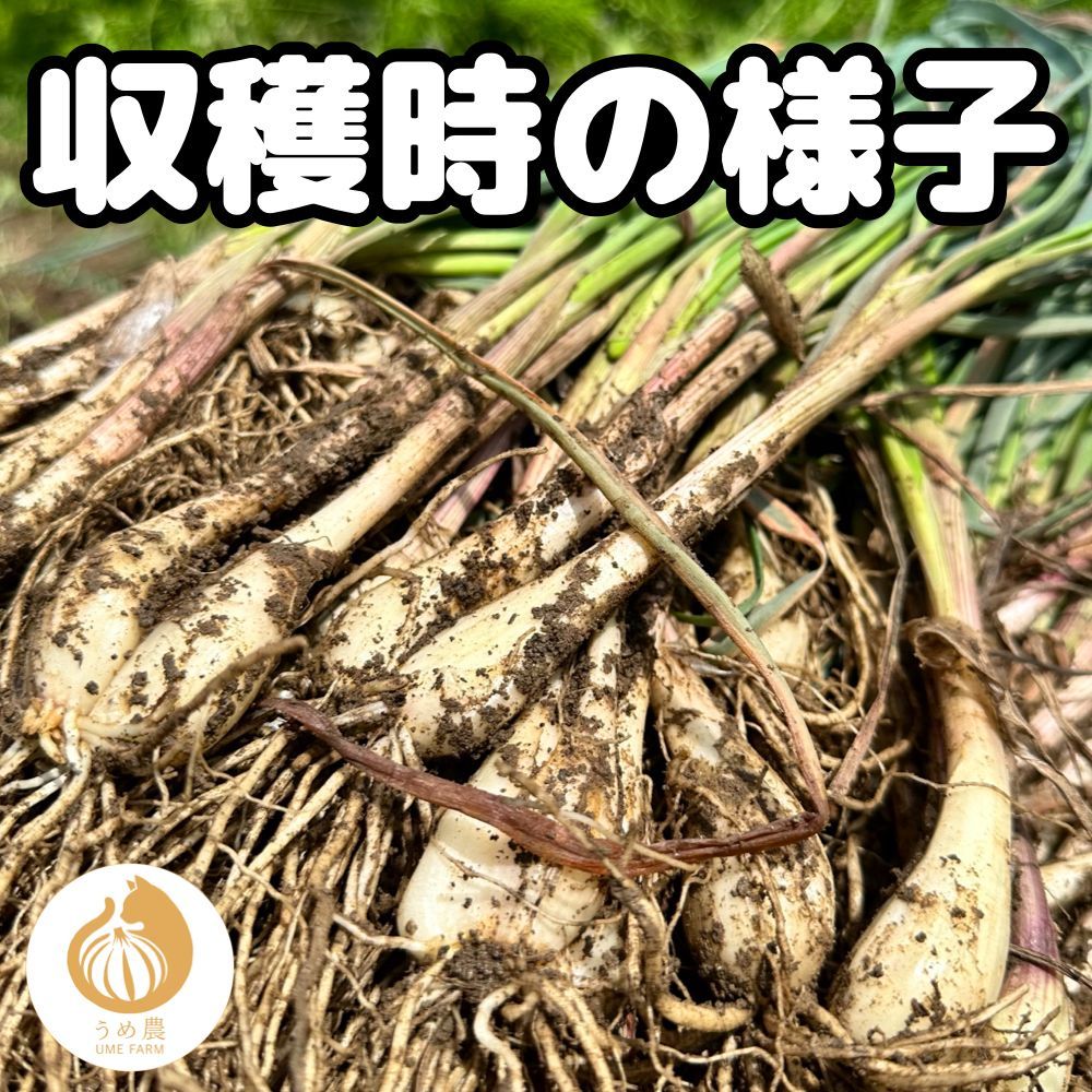 熊本県産 朝採り 新鮮らっきょう 10kg 栽培中農薬不使用 熊本県産 朝採り 新鮮らっきょう 1kg 栽培中農薬不使用 - メルカリ