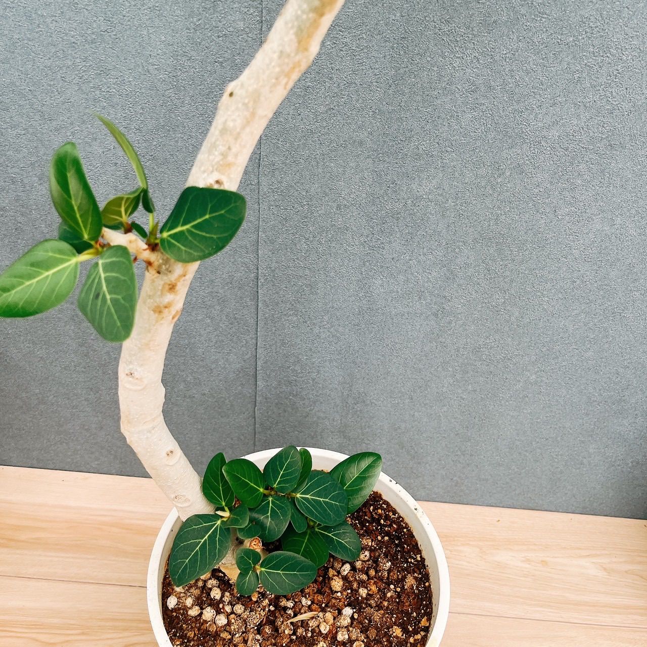 現品］95番 フィカス ベンガレンシス 曲がり 8号 観葉植物 室内 大型